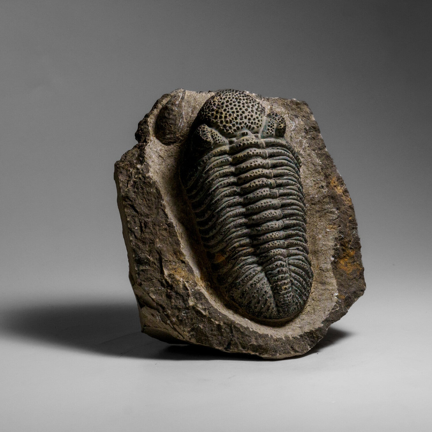 Genuine Drotops Megalomanicus Trilobite On Matrix // 3.3 Lbs.