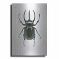 Beetle 2