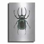 Beetle 2