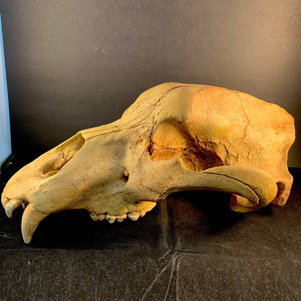 Cave Bear Skull