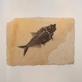 Diplomystus Fossil in Limestone