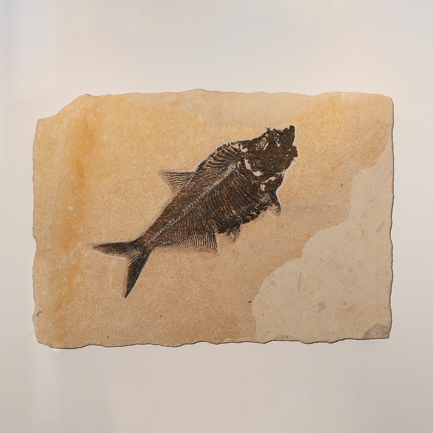 Diplomystus Fossil in Limestone