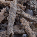 Petrified Lightning - Saharan Fulgurite Riker Box Specimen