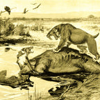 La Brea Tar Pit Riker Box Specimens