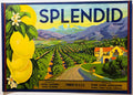 Antique 1930s Splendid Lemons Crate Label 🍋 Klink Citrus Association, Ivanhoe, Tulare County California