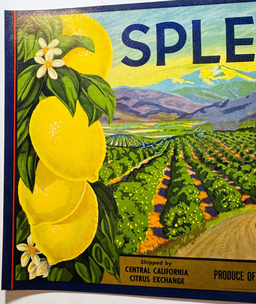 Antique 1930s Splendid Lemons Crate Label 🍋 Klink Citrus Association, Ivanhoe, Tulare County California