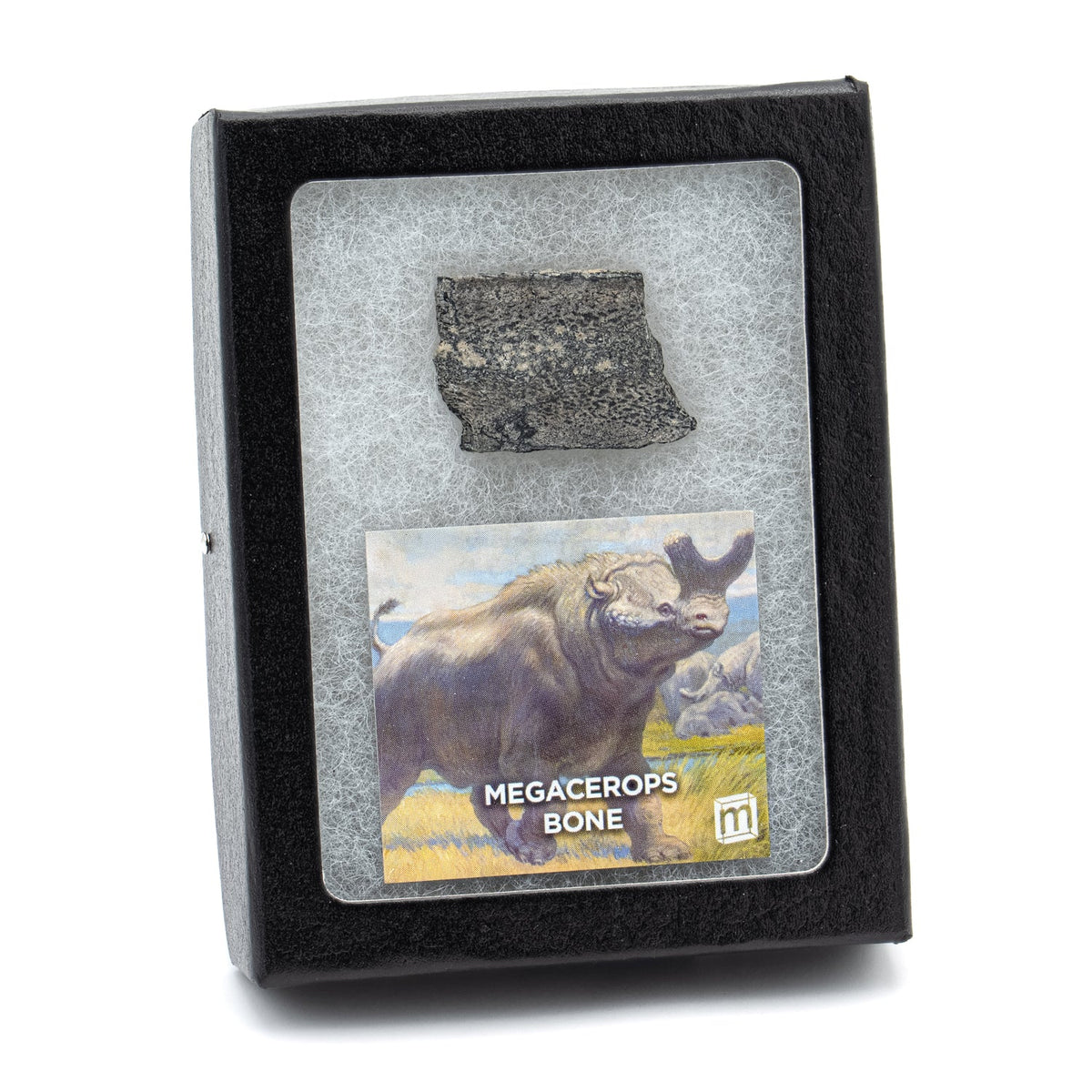 Megacerops Bone - Eocene Fossil