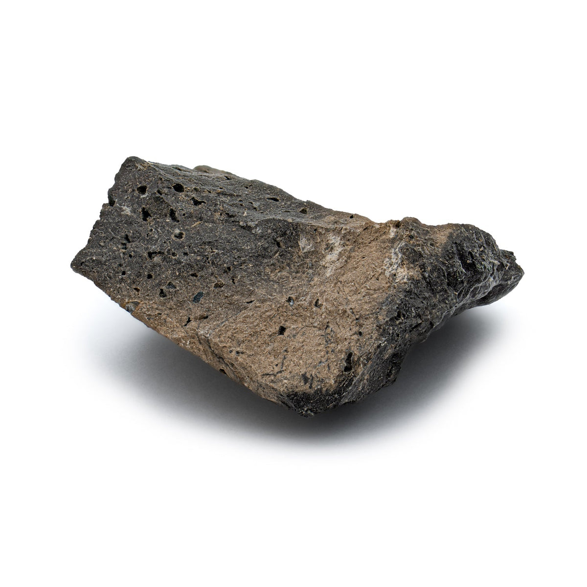 Megalodon Poop