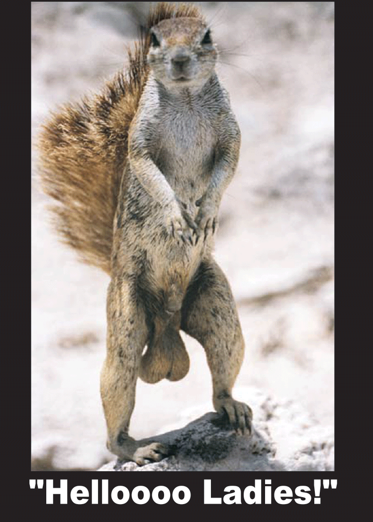 "Helloooo Ladies!" Sexy Squirrel Fridge Kitchen Magnet - 3.5" x 2.5" Made in USA