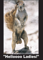 "Helloooo Ladies!" Sexy Squirrel Fridge Kitchen Magnet - 3.5" x 2.5" Made in USA