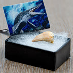 Mighty Mosasaur Pocket Fossil