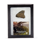 Dinosaur Food - Cycad Fossil