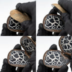 Septarian Nodules