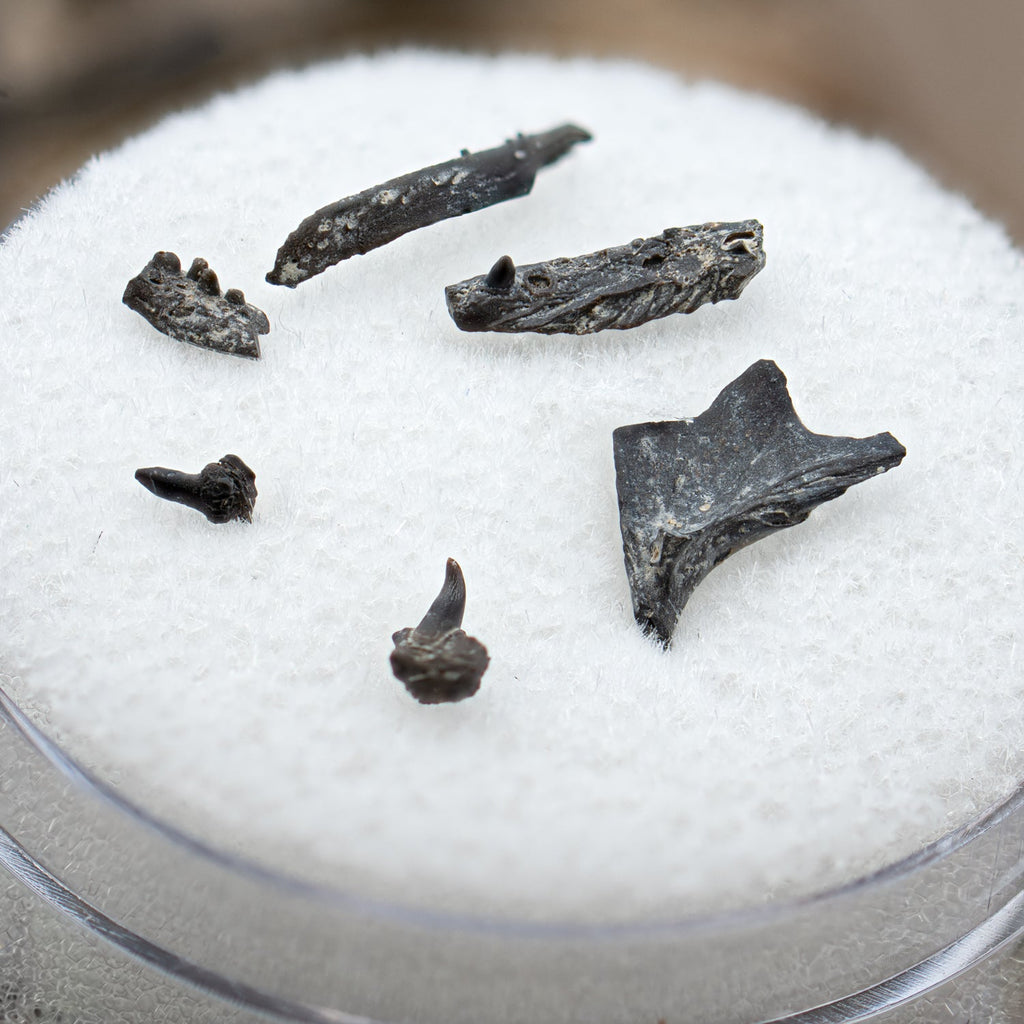 Permian Bone - Jaw