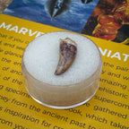 Phytosaur Teeth - Classic Riker Box Specimens