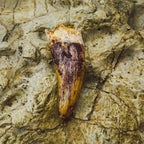 Phytosaur Teeth - Classic Riker Box Specimens