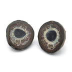 Septarian Nodules