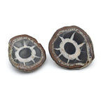 Septarian Nodules