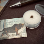 Smilodon Bone