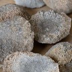Fossil Sponge - Astraeospongia meniscus - 419,000,000 Years Old