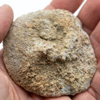 Fossil Sponge - Astraeospongia meniscus - 419,000,000 Years Old