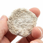 Fossil Sponge - Astraeospongia meniscus - 419,000,000 Years Old