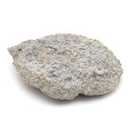 Fossil Sponge - Astraeospongia meniscus - 419,000,000 Years Old