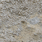 Fossil Sponge - Astraeospongia meniscus - 419,000,000 Years Old