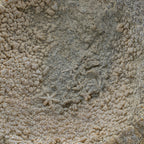 Fossil Sponge - Astraeospongia meniscus - 419,000,000 Years Old