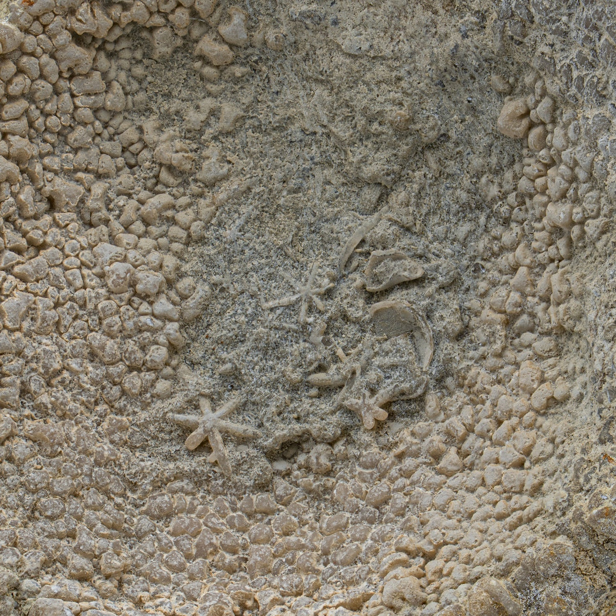 Fossil Sponge - Astraeospongia meniscus - 419,000,000 Years Old