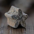 Crinoid "Star Stick" Pocket Fossil