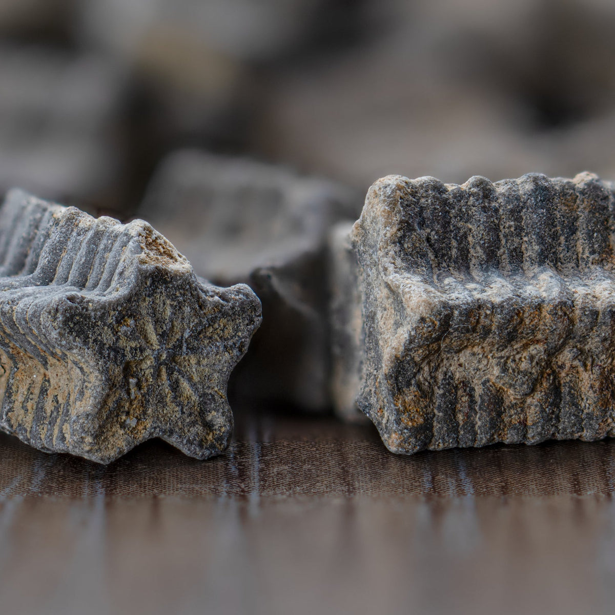 Crinoid "Star Stick" Pocket Fossil