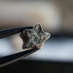 Crinoid "Star Stick" Pocket Fossil