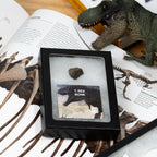 Tyrannosaurus Rex Bone