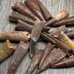 Pterosaur Tooth - Classic Riker Box Specimens