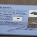 Titanic Coal - Display Card