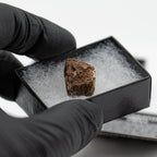 Terrific Triceratops Frill Pocket Fossil
