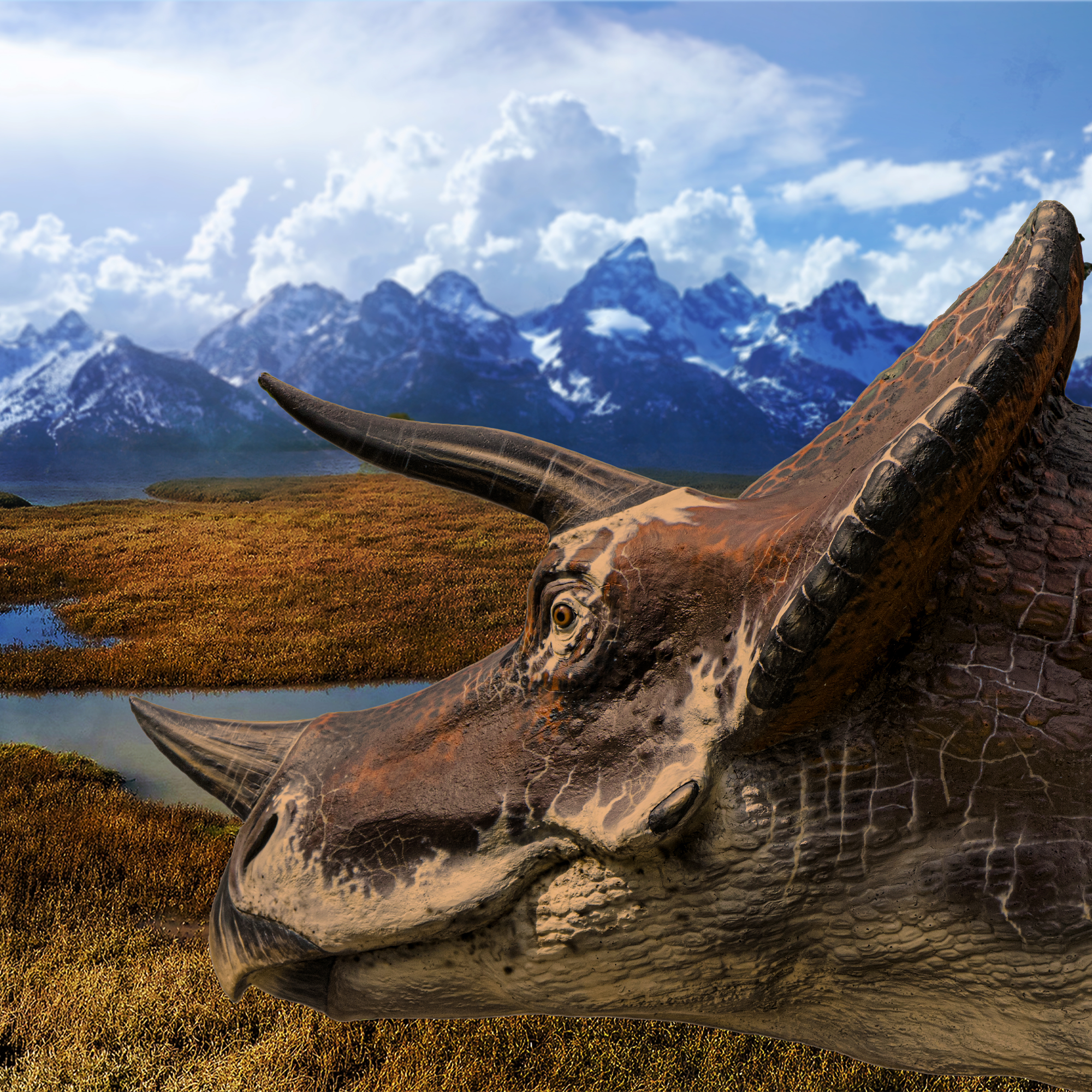 Triceratops Bone