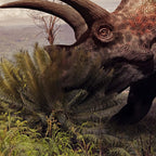 Triceratops Tooth