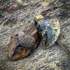Triceratops Tooth