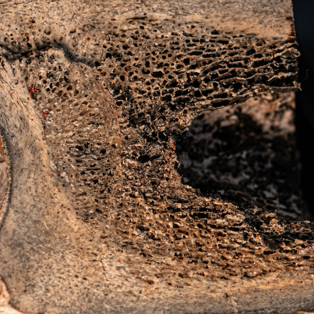 Woolly Rhinoceros Bone