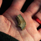 Woolly Rhinoceros Bone