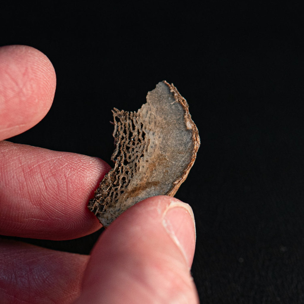 Woolly Rhinoceros Bone