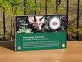 Triceratops Frill Fossil