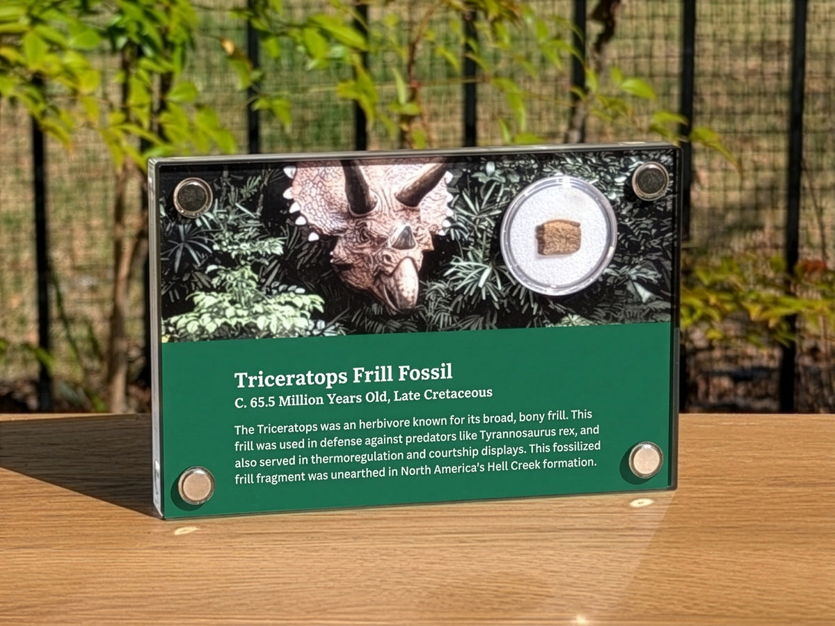 Triceratops Frill Fossil