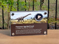 Titanosaur Egg Shell Fossil