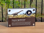 Titanosaur Egg Shell Fossil