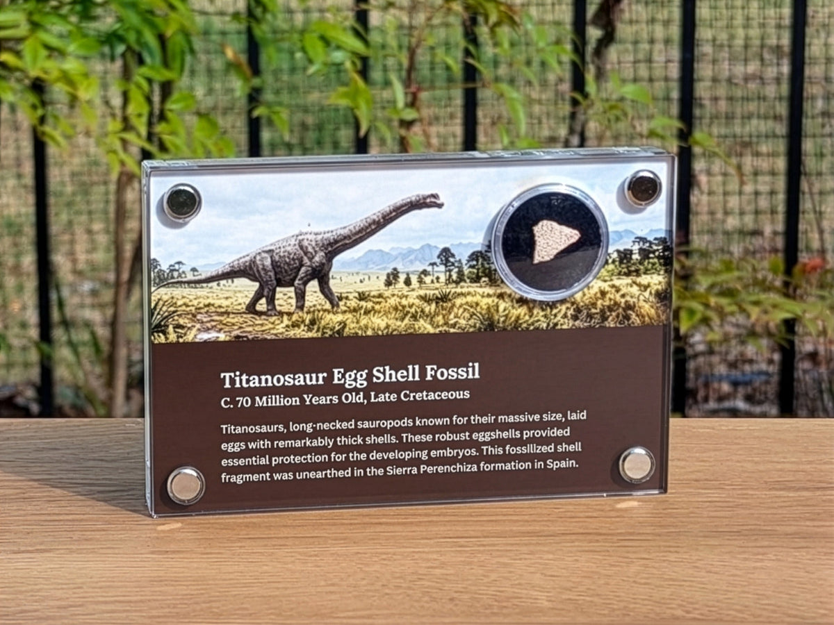 Titanosaur Egg Shell Fossil