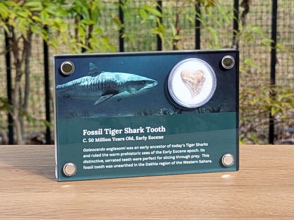 Fossil Tiger Shark Tooth
