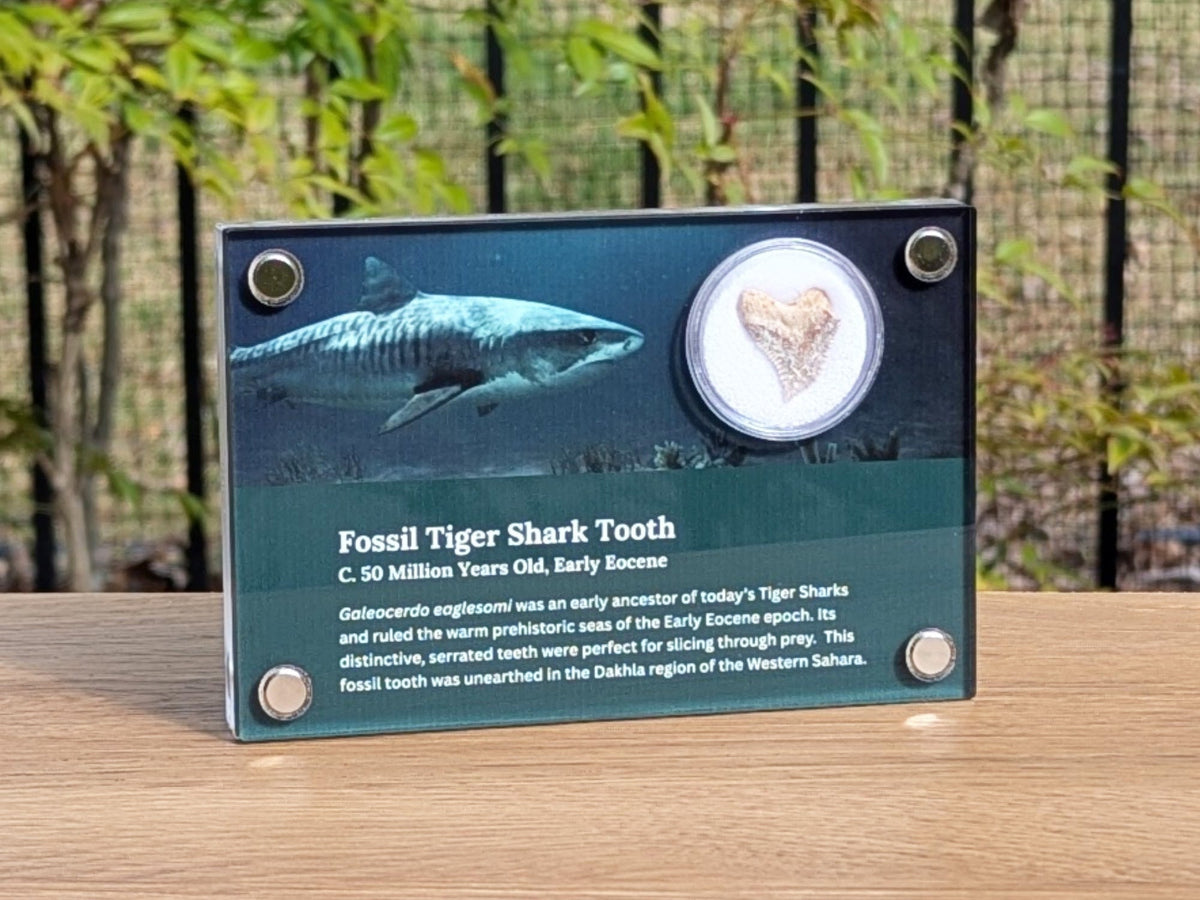 Fossil Tiger Shark Tooth